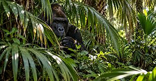 Puzzle Jungle