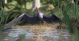 Birding Simulator: Bird Photographer