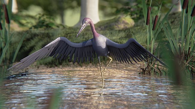 Birding Simulator: Bird Photographer