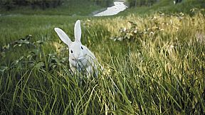 FIRE The First Dreamer