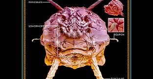 Integument - Database: Gates