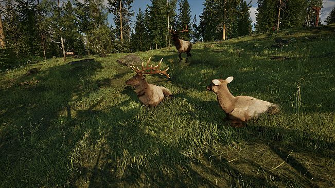 Ranger's Path: National Park Simulator
