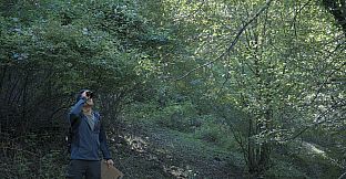 Wordless Forest