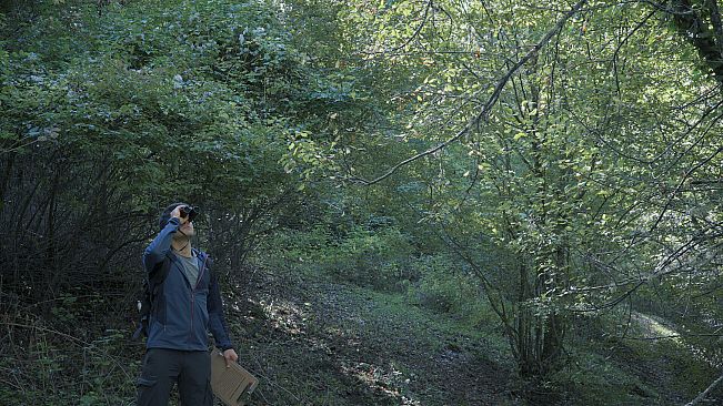 Wordless Forest