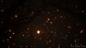 The Dark Tones: Loss