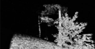 Monkey See, Monkey Doo, Monkey Kiss You