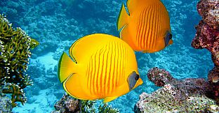 Pleasure Puzzle:Workshop - Part 5