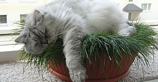 Master of Pieces Jigsaw Puzzle DLC - Cats