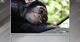 Super Jigsaw Puzzle: Generations - Monkeys & Apes Puzzles