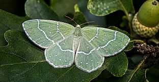 Puzzle Butterflies