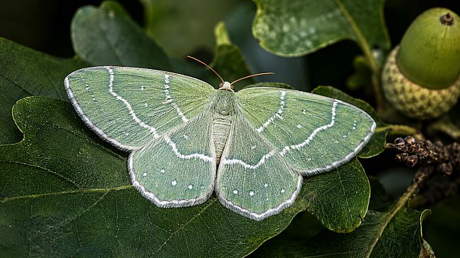 Puzzle Butterflies
