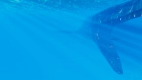 Pteranodon 2: Primal Island