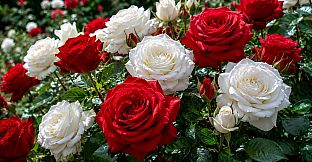 Puzzles Flowers
