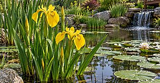 Puzzle Water Flowers