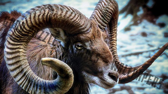 Good puzzle: Animals - Wallpapers