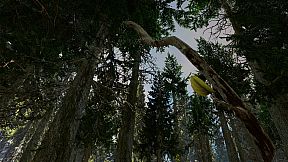 Shinrin-yoku: Forest Meditation and Relaxation