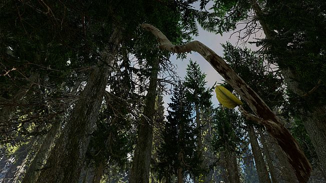 Shinrin-yoku: Forest Meditation and Relaxation