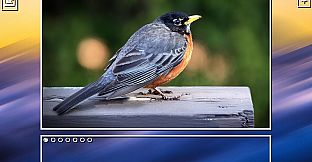 Super Jigsaw Puzzle: Generations - Birds Puzzles