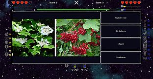 I've Seen Everything - More Fruits