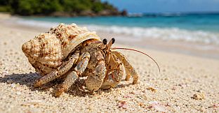 Puzzle Crustaceans
