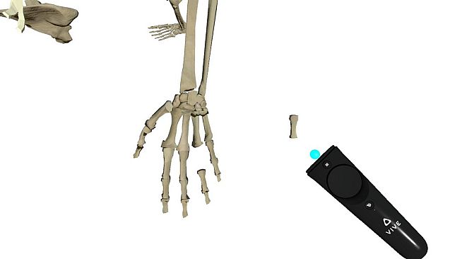 VR Anatomy
