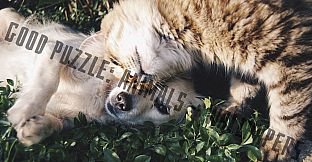 Good puzzle: Animals - Wallpapers