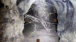 Forgotten Forest: Eye of the Great One