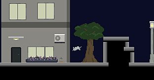 A Good Cat and The Graduate Life