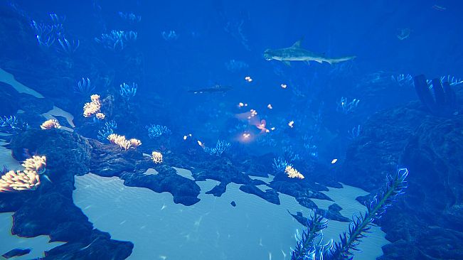 Ocean Fish