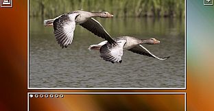 Super Jigsaw Puzzle: Generations - Birds Puzzles