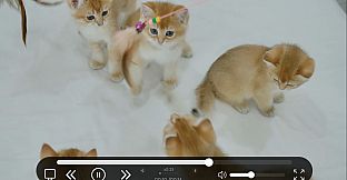 Online Adult Content Manager - Local Content Manager