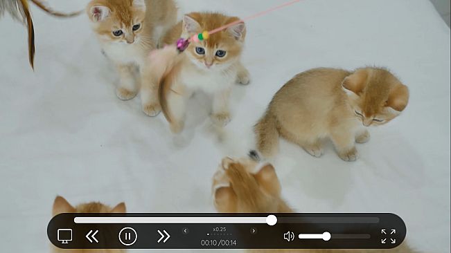 Online Adult Content Manager - Local Content Manager