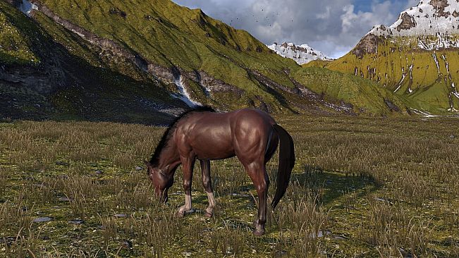 HORSE LIFE: find horses in open world, survive in wild nature as a foal or pony