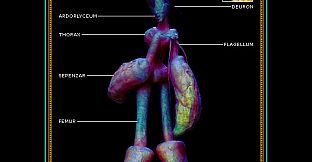 Integument - Database: Gates