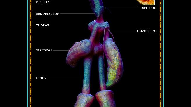 Integument - Database: Gates