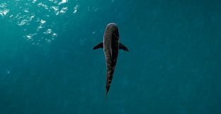 Ultimate Fishing Simulator - Florida DLC