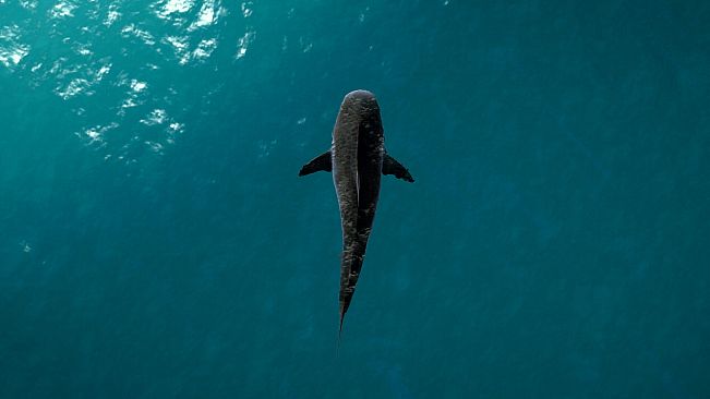 Ultimate Fishing Simulator - Florida DLC