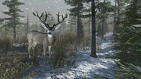 Pro Deer Hunting Out West