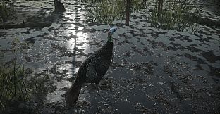 Pro Tukey Hunting