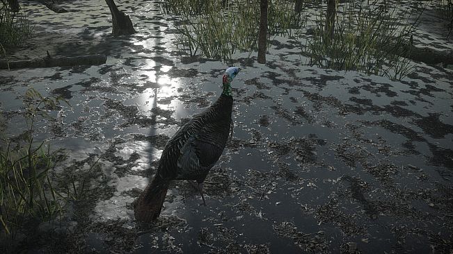 Pro Tukey Hunting