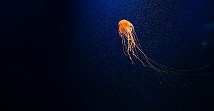 垂钓日记 The Sailor's Guide to Game Design - Nature 摄影集