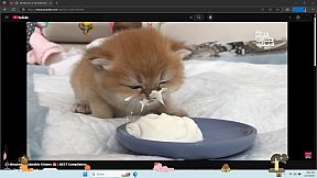 Digital Desktop Cats