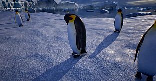 Life of a Penguin