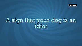 Quiplash 2 InterLASHional