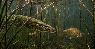 Puzzles: Fish