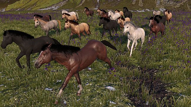 HORSE LIFE: find horses in open world, survive in wild nature as a foal or pony