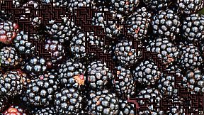 A Mazing Cheesesnake