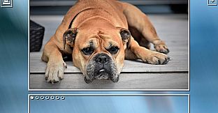 Super Jigsaw Puzzle: Generations - Dogs Puzzles