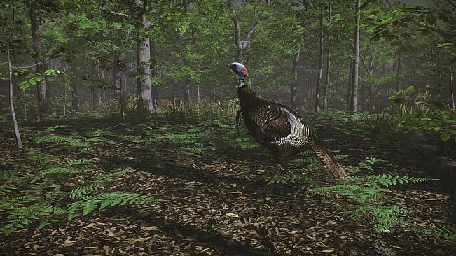 Pro Tukey Hunting