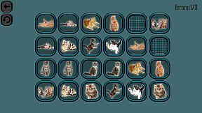 Animals Memory: Cats